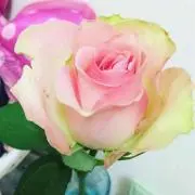 断捨離中♪ピーナッツ