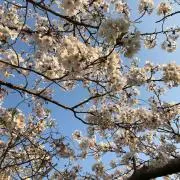あんなの画像