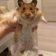 はなの画像
