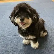 はねよし