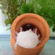 ウパの画像