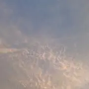 ariの画像