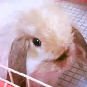 うさぎの画像