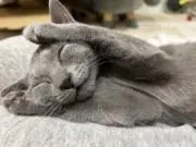 アナログきんぎょの画像