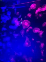たゆの画像