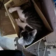 ゆず