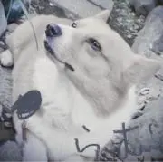 マコ