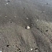 Tの画像