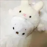 ごまふのこの画像