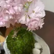カジカジャの画像