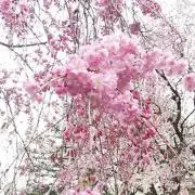 夢物語  ＊purofu見てね＊゜
