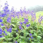 花ひらき