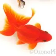 あんじゅの画像