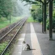 かんかんの画像