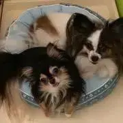 Miruの画像