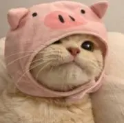 ねここ