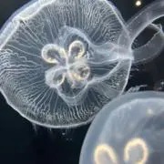 Yoyoの画像