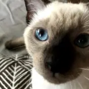 SSの画像