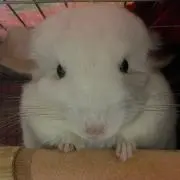 unico