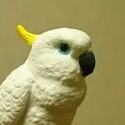 キバタンの画像