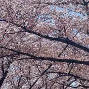 nanuの画像
