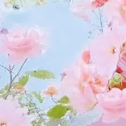 ユ リの画像