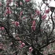 cherryの画像