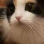 らむの画像