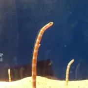 かず