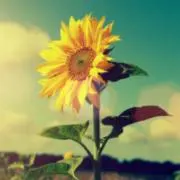 ひまわり
