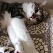 ジュリーの画像