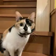 ちずとうたの画像