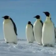 TOMOの画像