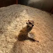 オキャッツ