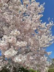 はるんたの画像