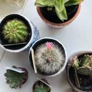 まーす