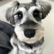 モコの画像