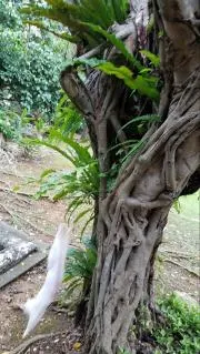 じゃっくの画像