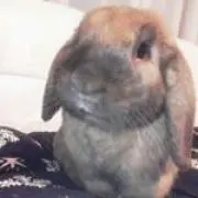 cocoaの画像
