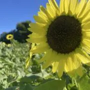 みぢゅの画像
