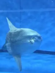 ナナシビトの画像