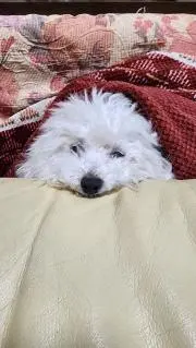はぁさん