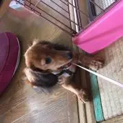 れぇたん