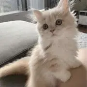 あいの画像