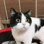 ぺー