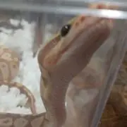 サバサバ系サバ