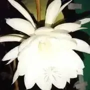 sorakomaの画像