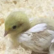 冬青の画像