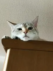 ちいの画像