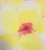 malieの画像